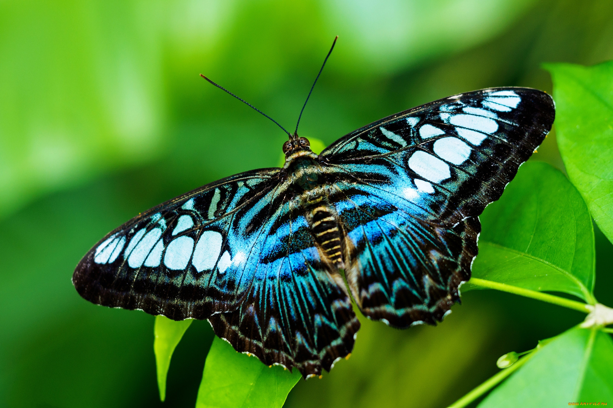 Butterfly. Бабочка плавац. Бабочка омурасаки. Бабочка Стеклянка. Радужная голубая бабочка Махаон.